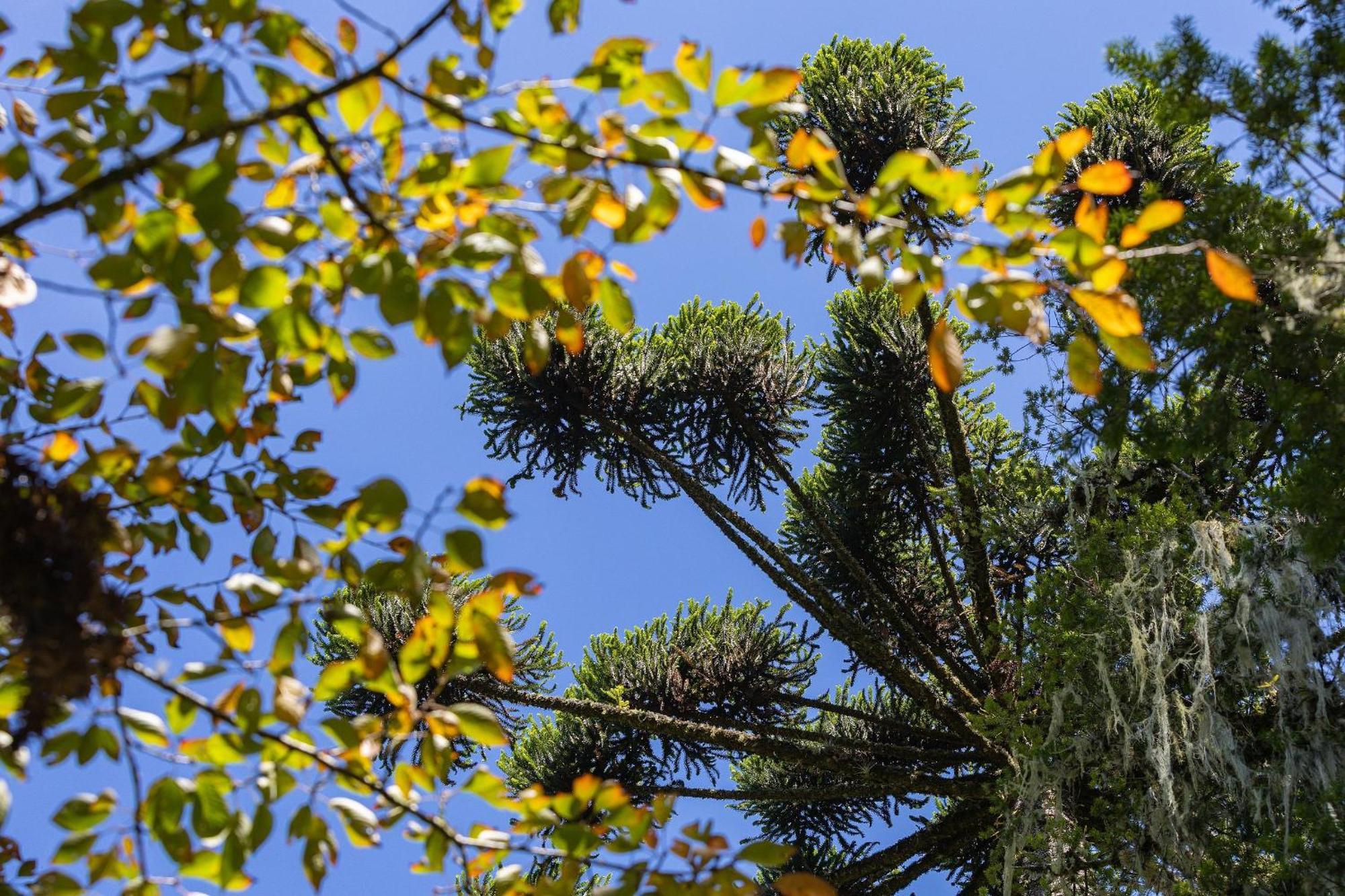 Cabana Suspensa Na Natureza - Regiao Turistica Campos do Jordão Exterior foto